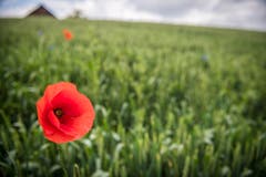 Eine Mohnblume dient als Ackerbegleitflora. (Bild: Reto Martin)