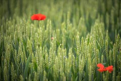 Mohn im Weizenfeld. (Bild: Reto Martin)