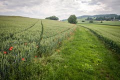 Auf einem Streifen von rund drei Metern wurde die Ackerbegleitflora gesät. (Bild: Reto Martin)