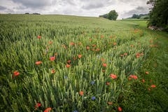 Landschaftsqualitätsprojekt: Getreidefeld mit Ackerbegleitflora - wie Mohn und Kornblumen - in Märstetten. (Bild: Reto Martin)