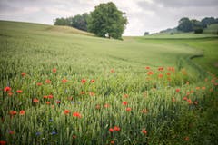 Landschaftsqualitätsprojekt: Getreidefeld mit Ackerbegleitflora - wie Mohn und Kornblumen - in Märstetten. (Bild: Reto Martin)