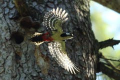 Buntspecht im Abflug (Bild: Hans Aeschlimann)