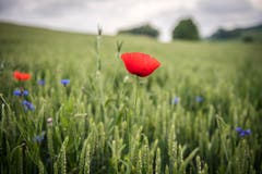 Landschaftsqualitätsprojekt: Getreidefeld mit Ackerbegleitflora - wie Mohn und Kornblumen - in Märstetten. (Bild: Reto Martin)