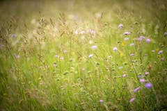 Eine Blumenwiese in Boltshausen. Seit 2009 unterstützt das Thurgauer Amt für Raumentwicklung Landwirte bei der Ansaat von Blumenwiesen - finanziell wie beratend. Damit soll die Artenvielfalt gesteigert werden. (Bild: Reto Martin)