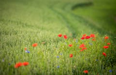 Landschaftsqualitätsprojekt: Getreidefeld mit Ackerbegleitflora - wie Mohn und Kornblumen - in Märstetten. (Bild: Reto Martin)