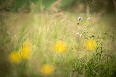Eine Blumenwiese in Boltshausen. Seit 2009 unterstützt das Thurgauer Amt für Raumentwicklung Landwirte bei der Ansaat von Blumenwiesen - finanziell wie beratend. Damit soll die Artenvielfalt gesteigert werden. (Bild: Reto Martin)