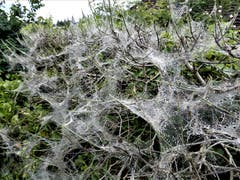 Ist so ein originelles Spinnennetz am Wegesrand nicht auch eine Art Kunst? Aufgenommen an der Spissenstrasse in Meggen. (Bild: Margrith Imhof, 23. Mai 2018)