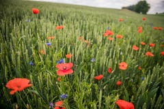 Mohn- und Kornblumen sind Ackerbegleitflora. (Bild: Reto Martin)