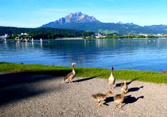 Morgenstund hat ... (Bild: Walter Buholzer (Luzern, 25. Mai 2018))