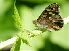 Den Schmetterling Waldbrettspiel sieht man meistens nur auf Blättern. (Bild: Josef Lustenberger (Wolhusen, 25. Mai 2018))