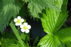 Wohlbehütete Erdbeerblüten am Wegrand. (Bild: Josef Habermacher (Rickenbach, 25. Mai 2018))