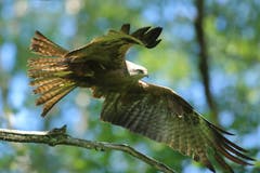 Ein Milan im Abflug mit kräftigem erstem Flügelschlag (Bild: Hans Aeschlimann)