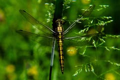 Eine Libelle fotografiert beim KIBAG-Platz in Buriet (Bild: Urs Rohner)