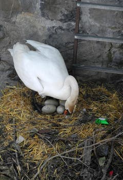 Gut Ding will Weile haben! (Bild: Niklaus Rohrer (Luzern, 23. Mai 2018))
