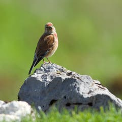 Ein Bluthänfling auf der Ebenalp. (Bild: Hans Aeschlimann)