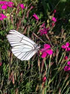 Schmetterling auf einer Blüte in Montlingen. (Bild: Toni Sieber)