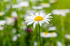 Blumenwiese an der Lindenstraße in Rheineck (Bild: Urs Rohner)