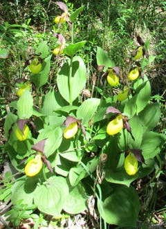 Der gelbe Frauenschuh blüht immer um Pfingsten. Es ist eine wildwachsende Orchideenart die unter Schutz steht. (Bild: Franz Hotz-Meier (Goldau, 20. Mai 2018))