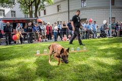 Die Polizeihundeführer des Luzerner Korps führten stündlich eine Show mit ihren Spürhunden vor. Bild: Roger Grütter