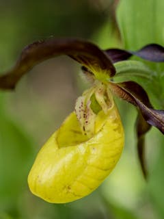 Frauenschuh, die seltene vom Aussterben bedrohte Orchidee. (Bild: Theres Nussbaumer (Arth, 25. Mai 2018))