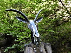 «Augen zu und durch»! Solche Begegnungen machen die Wanderungen immer wieder abwechslungsreich. Aufgenommen auf dem Weg über das Dächli zum Rigi Klösterli. (Bild: Margrith Imhof-Röthlin, 25. Mai 2018)