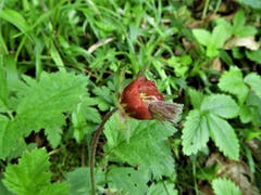 Ist diese Berganemone nicht einfach wunderschön ? Aufgenommen auf dem Weg von Goldau über das Dächli nach Rigi Klösterli. (Bild: Margrith Imhof-Röthlin (25. Mai 2018)