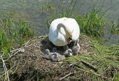 Schwanenmutter mit ihren Jungen in Arbon (Bild: Regina Rosin)