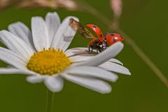 Siebenpunkt Käfer beim Abflug (Bild: Franziska Hörler)