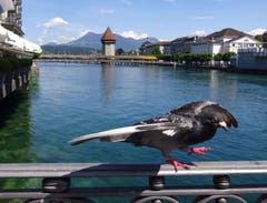 Flugwetter in der Stadt Luzern. (Bild: Josef Müller)