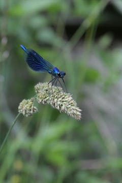 Blau schillernde Libelle in Weinfelden (Bild: Stephan Haag)