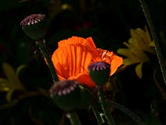 Mohn in einem Garten in Kalthäusern (Bild: Franz Häusler)