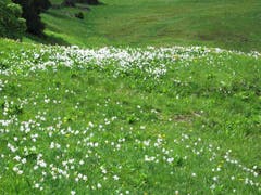 Narzissenfeld ob Seewis (Bild: Walter Aregger)