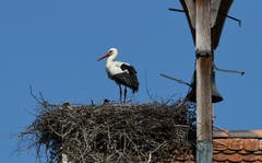 Der Storch brachte dem Storch einen kleinen Storch. Auf Schloss Luxburg in Egnach. (Bild: Walter Schmidt)