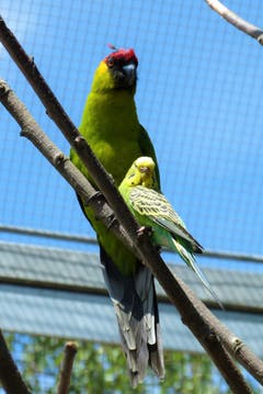 Horn- und Wellensittich im Walter Zoo Gossau (Bild: Gottfried Rutishauser)