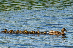 Stockente mit 12 Küken auf dem Neuenburgersee (Bild: Marianne Schmid)