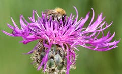 Auch Wildbienen verrichten eine wichtige Aufgabe beim Bestäuben der Blüten. (Bild: Bruno Schuler)