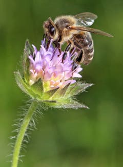 Keine Blüte ist zu klein, besucht zu werden. (Bild: Bruno Schuler)