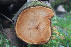 Verwitterte Holzstruktur eines umgesägten Baumes. (Bild: Josef Habermacher)