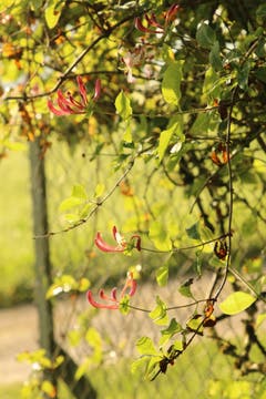 Gartenhecke in Schötz (Bild: Irene Wanner)