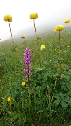 Wie der Mond erscheinen die Trollblumen (Rigirollen) im Nebel und strecken ihre kugeligen Köpfe in den Himmel. (Bild: Fredy Wicki)