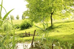 In der Nähe des Mülibachs in Alberswil. (Bild: Irene Wanner)