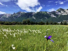 Der Alpstein hinter einem Blütenmeer. (Bild: Toni Sieber)
