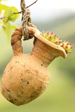 Gartendekoration mit Hauswurz. (Bild: Irene Wanner)