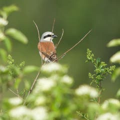 Ein Neuntöter auf einem Zweig. (Bild: Hans Aeschlimann)