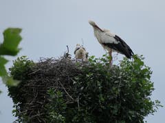 Im Storchennest in Buochs beim Bootshafen hat es Nachwuchs gegeben.(Leserbild: Roberto Maeder)