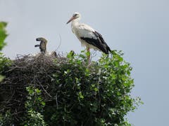 Im Storchennest in Buochs beim Bootshafen hat es Nachwuchs gegeben.(Leserbild: Roberto Maeder)