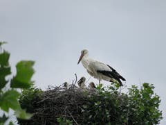 Im Storchennest in Buochs beim Bootshafen hat es Nachwuchs gegeben.(Leserbild: Roberto Maeder)