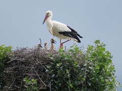 Im Storchennest in Buochs beim Bootshafen hat es Nachwuchs gegeben.(Leserbild: Roberto Maeder)