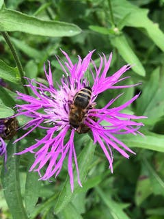 Die Biene sucht Nahrung bei der Bergflockenblume (Bild: Claire Calcagni-Müller)