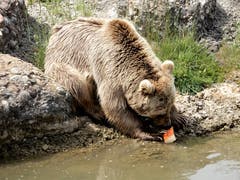 "Ein wenig Abkühlung tut für Mensch und Tier gut" ! Bei dieser Hitze konnte dieser Bär im Tierpark Goldau dieses gefrorene Gemüse besonders geniessen. (Bild: Margrih Imhof-Röthlin)
